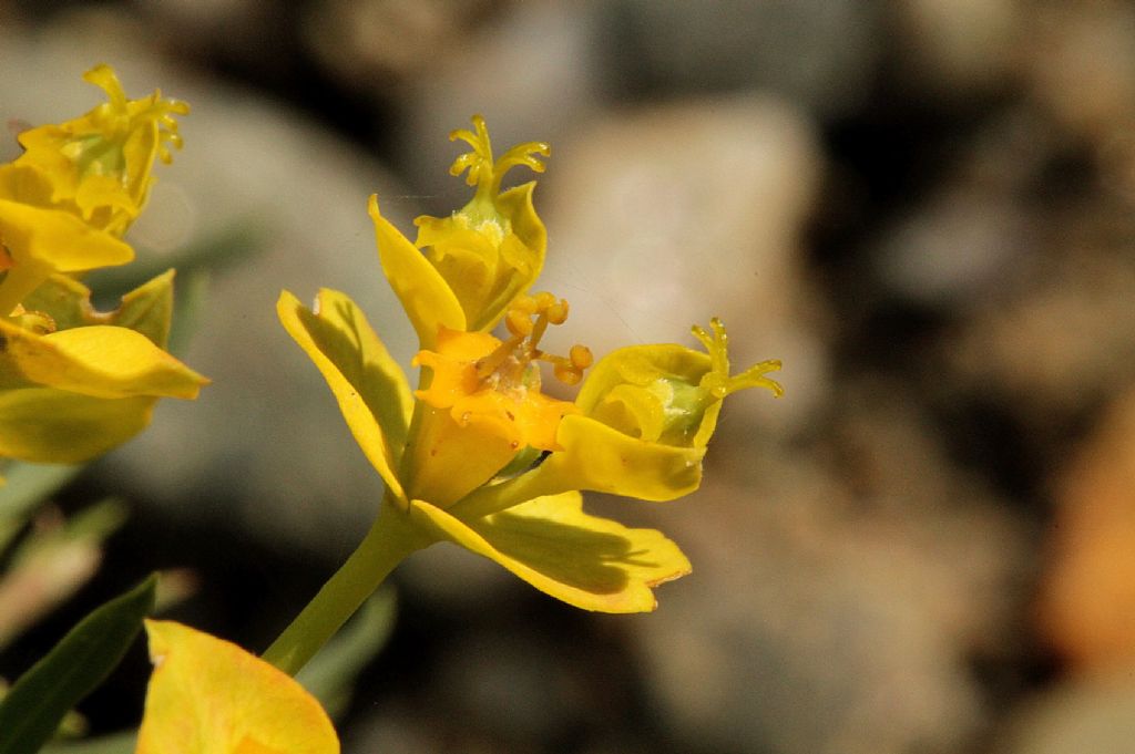 Euphorbia cyparissias